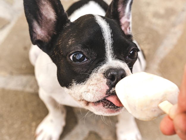 おいしいアイスクリームを食べるかわいい子犬 上面図 晴れた日のクローズ アップ アウトドア 日光 ペットのケアとトレーニングのコンセプト