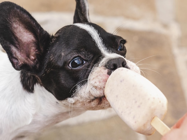 おいしいアイスクリームを食べるかわいい子犬 上面図 晴れた日のクローズ アップ アウトドア 日光 ペットのケアとトレーニングのコンセプト