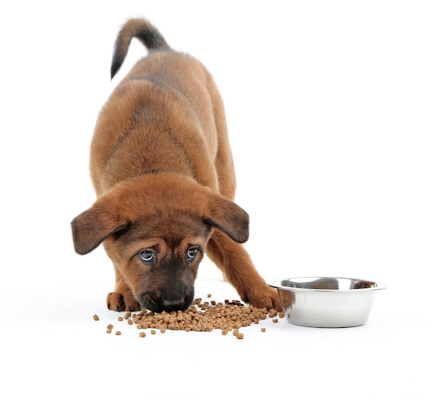 写真 かわいい子犬の分離白を食べる