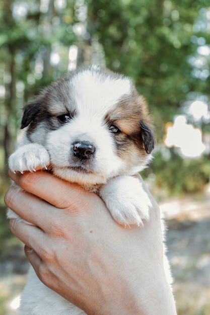 女性の手でかわいい子犬。