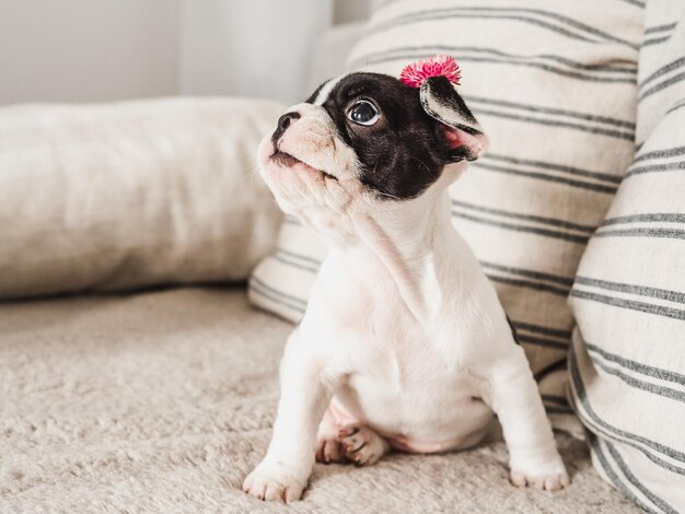 かわいい子犬と花晴れた日のクローズ アップ屋内スタジオ写真日光ケア教育の服従訓練とペットの飼育の概念