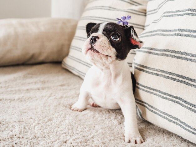 Cute puppy and flowers Clear sunny day Closeup indoors Studio photo Day light Concept of care education obedience training and raising pet