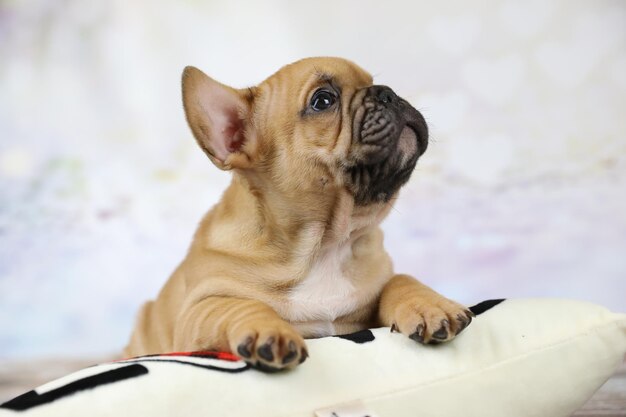 cute puppy of french bulldog