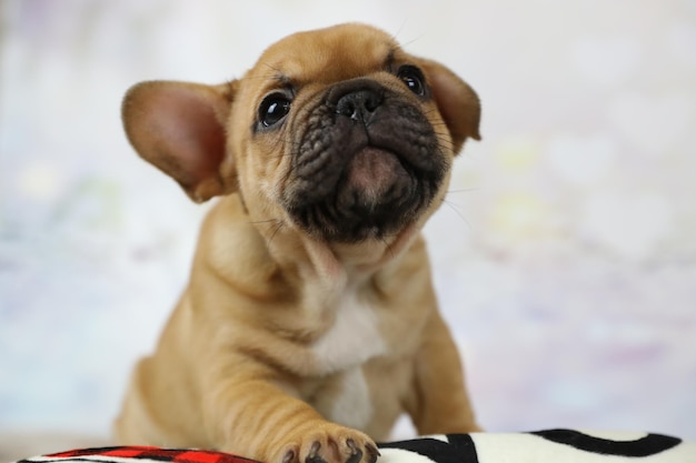 フレンチブルドッグのかわいい子犬