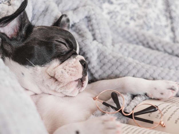 Cute puppy glasses and old book Closeup