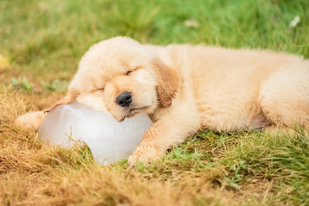 庭のアイスキューブで寝ているかわいい子犬（ゴールデンレトリバー）。