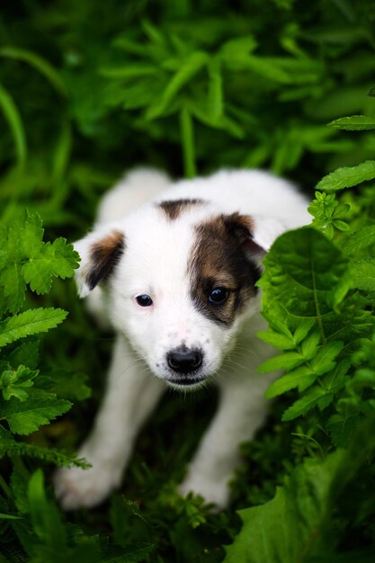 緑の草の上で可愛い子犬