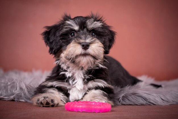 ハバニーズ犬のかわいい子犬