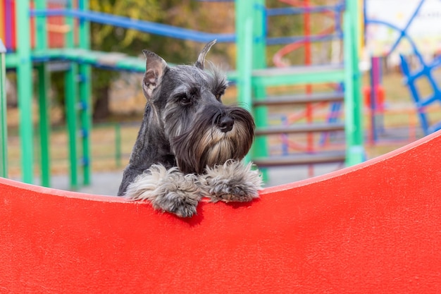 かわいい子犬はバリアに足を置いて立っています 子犬は飼い主を逃します 面白いひげを生やしたシュナウザーの銃口