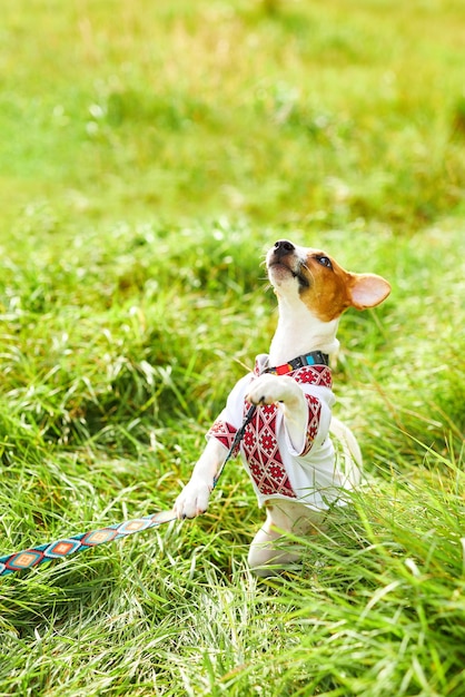 Cute puppy Jack Russell terrier a patriot of Ukraine