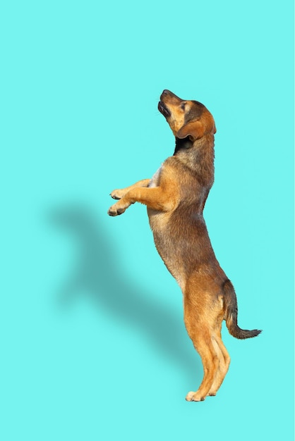 Photo cute of puppy jumping with shadow on blue background