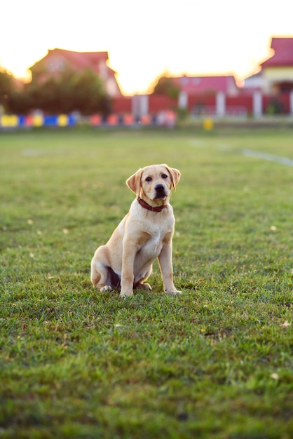 日没や日の出で草の上に座っているかわいい子犬ラブラドル・レトリーバー犬