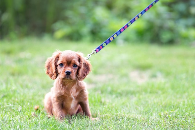 Cute puppy on the leash sitting on teh grass