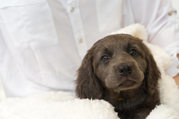 Cute puppy lies on a blanket Hovawart breed cute and funny young puppy