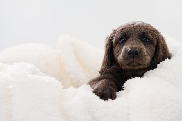 Cute puppy lies on a blanket Hovawart breed cute and funny young puppy