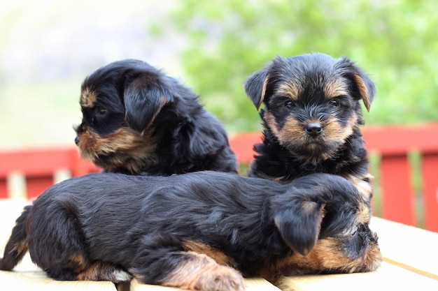 Foto cucciolo carino che guarda lontano all'aperto