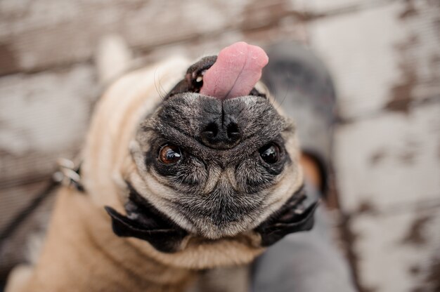 Cute puppy looking up