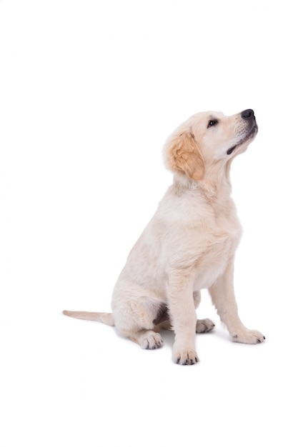 Cute puppy looking upwards