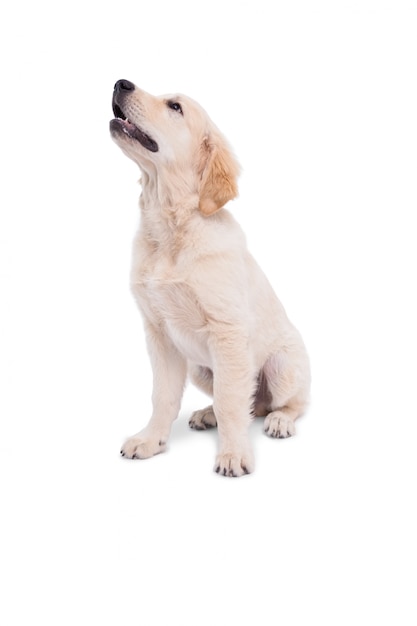 Cute puppy looking upwards