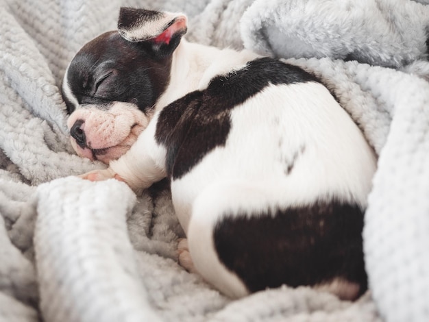 リビング ルームのベッドに横たわっているかわいい子犬