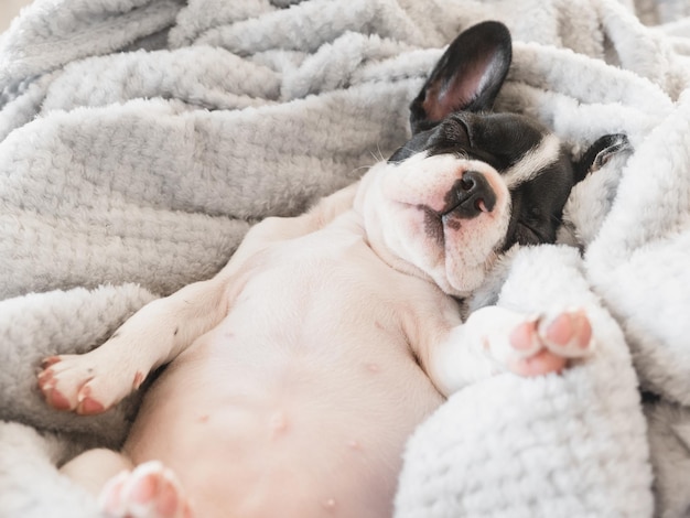 リビング ルームのベッドに横たわっているかわいい子犬