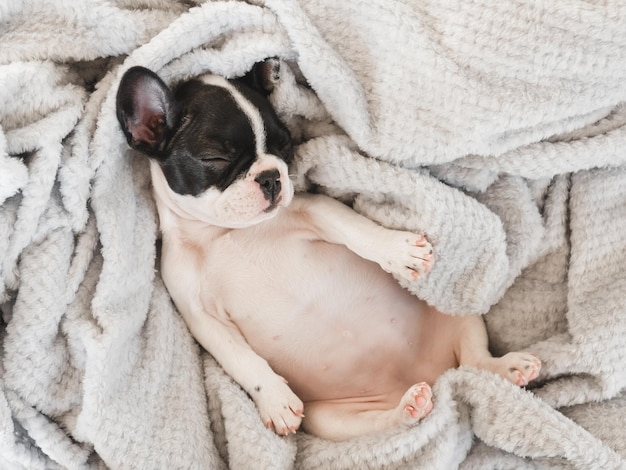 Cute puppy lying on the bed in the living room