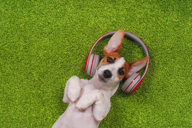 Cute puppy lying on green carpet and listen to music on headphones.