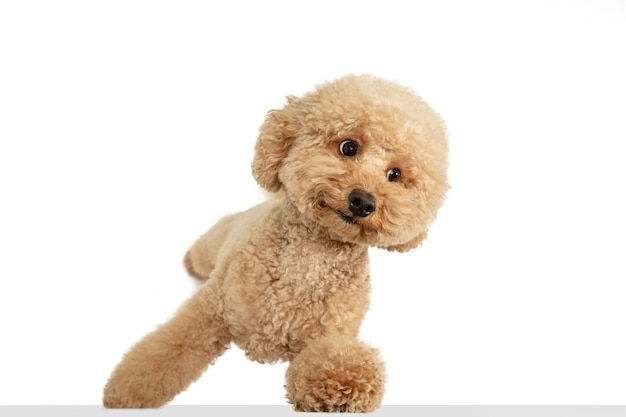 Cute puppy of Maltipoo dog posing isolated over white background