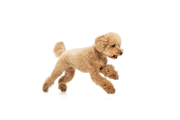 Cute puppy of Maltipoo dog posing running isolated over white studio background Playful animal