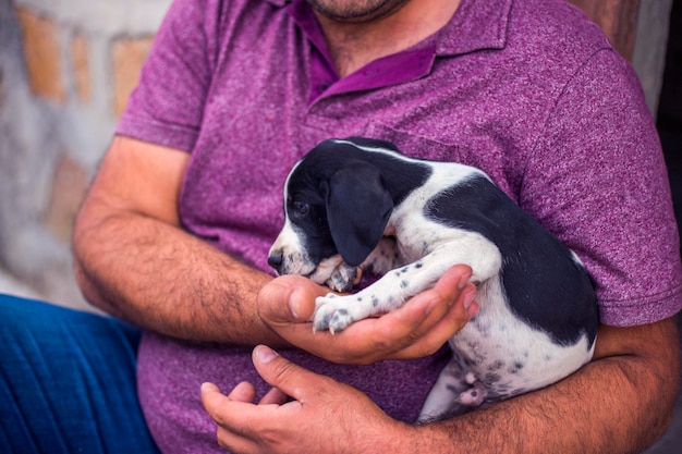 cute puppy in man hand