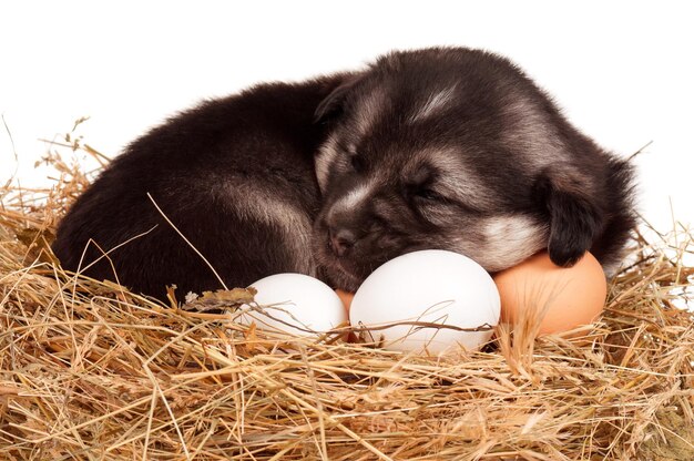 Cute puppy in a nest with eggs on a white background