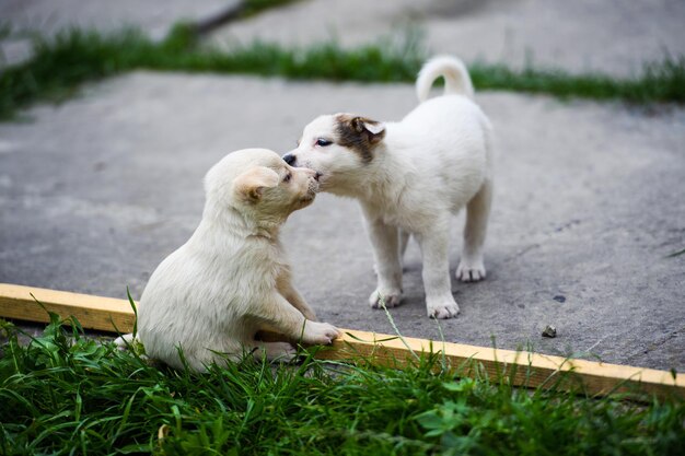 写真 緑の草の上で可愛い子犬