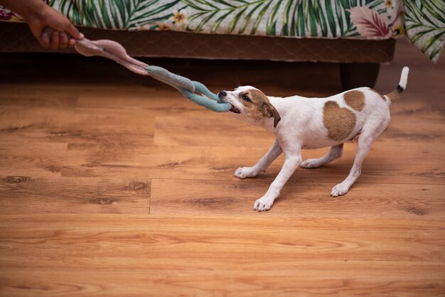 綱引きをするかわいい子犬