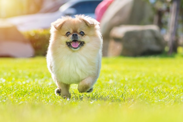 귀여운 강아지 포메라니안 혼합 품종 페키니즈 개는 행복과 함께 잔디에서 실행합니다.