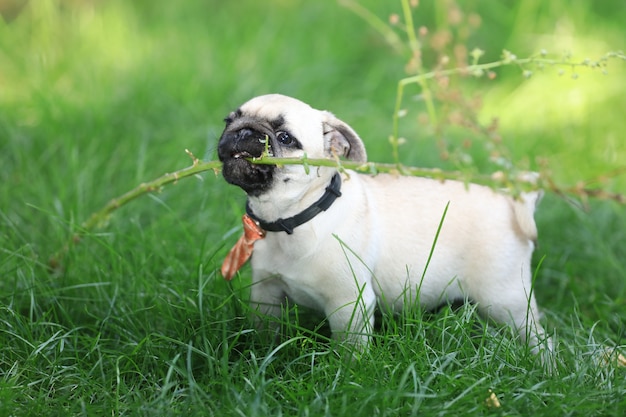 cute puppy pug dog playing on in the yard