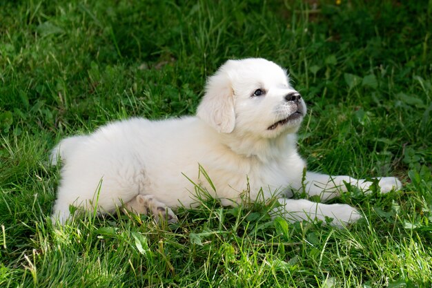 Cute puppy of a pyrenean mountain dog lying on green grass outdoors in summer day