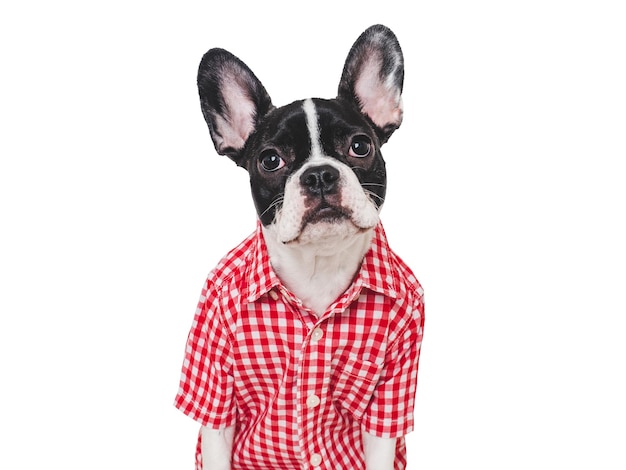 Cute puppy and red shirt Closeup indoors