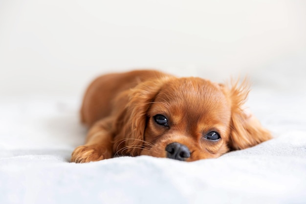 Cute puppy relaxing on the soft blanket