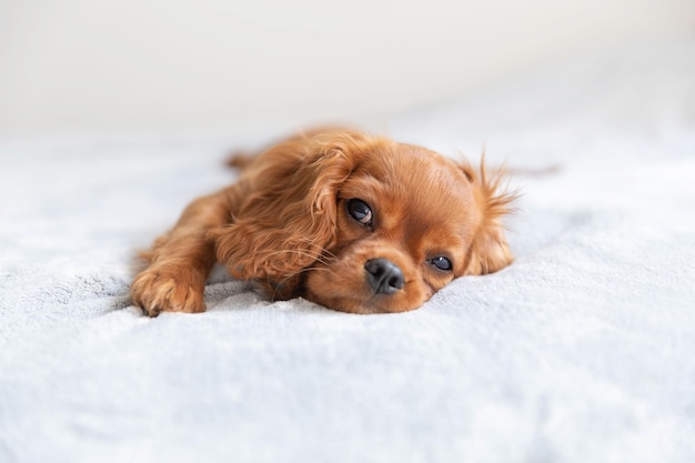 Cute puppy relaxing on the soft blanket