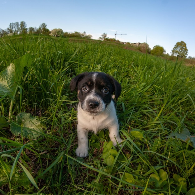 Cute puppy running in the grass