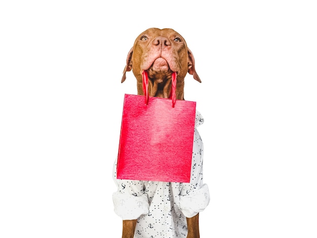 Cute puppy and a shopping bag Closeup