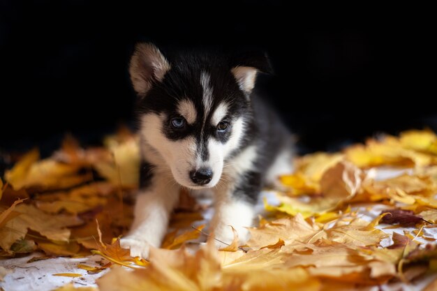 スタジオでかわいい子犬シベリアンハスキー黒と白 プレミアム写真