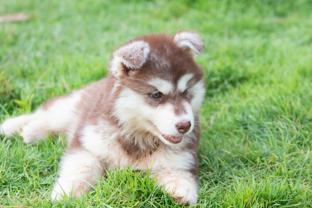 Simpatico cucciolo di cane siberian husky