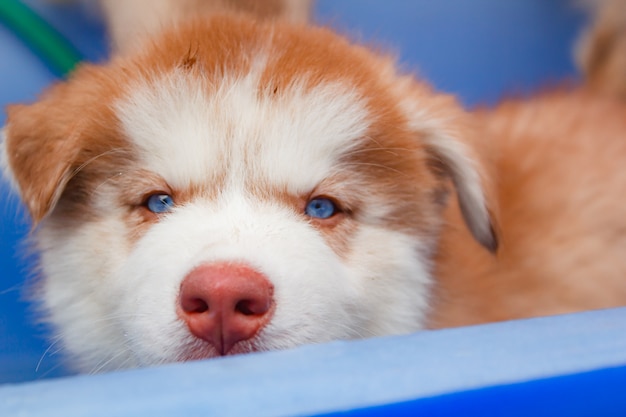 Cute puppy siberian husky