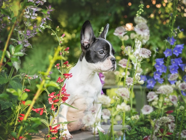 かわいい子犬は花の成長の近くの牧草地に座っています晴れた日のクローズアップ屋外日光ケア教育の服従訓練とペットの飼育の概念