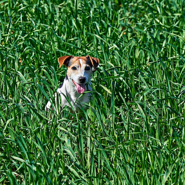 Cute puppy sits in tall green grass with copy space