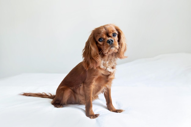 Cute puppy sitting on the bed