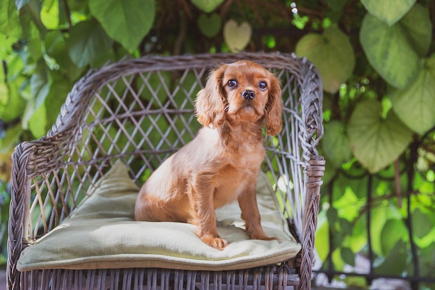 Cute puppy sitting on the chair in the garden