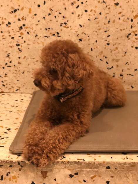 Photo cute puppy sitting on floor