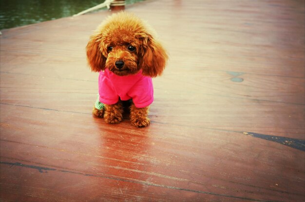 Photo cute puppy sitting on pier